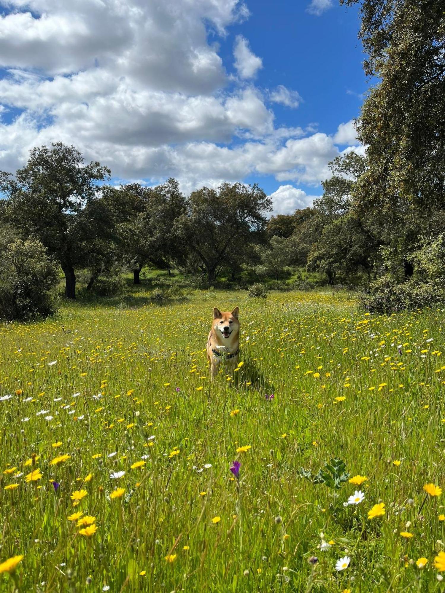 La Dehesa Experiences Otel Adamuz Dış mekan fotoğraf