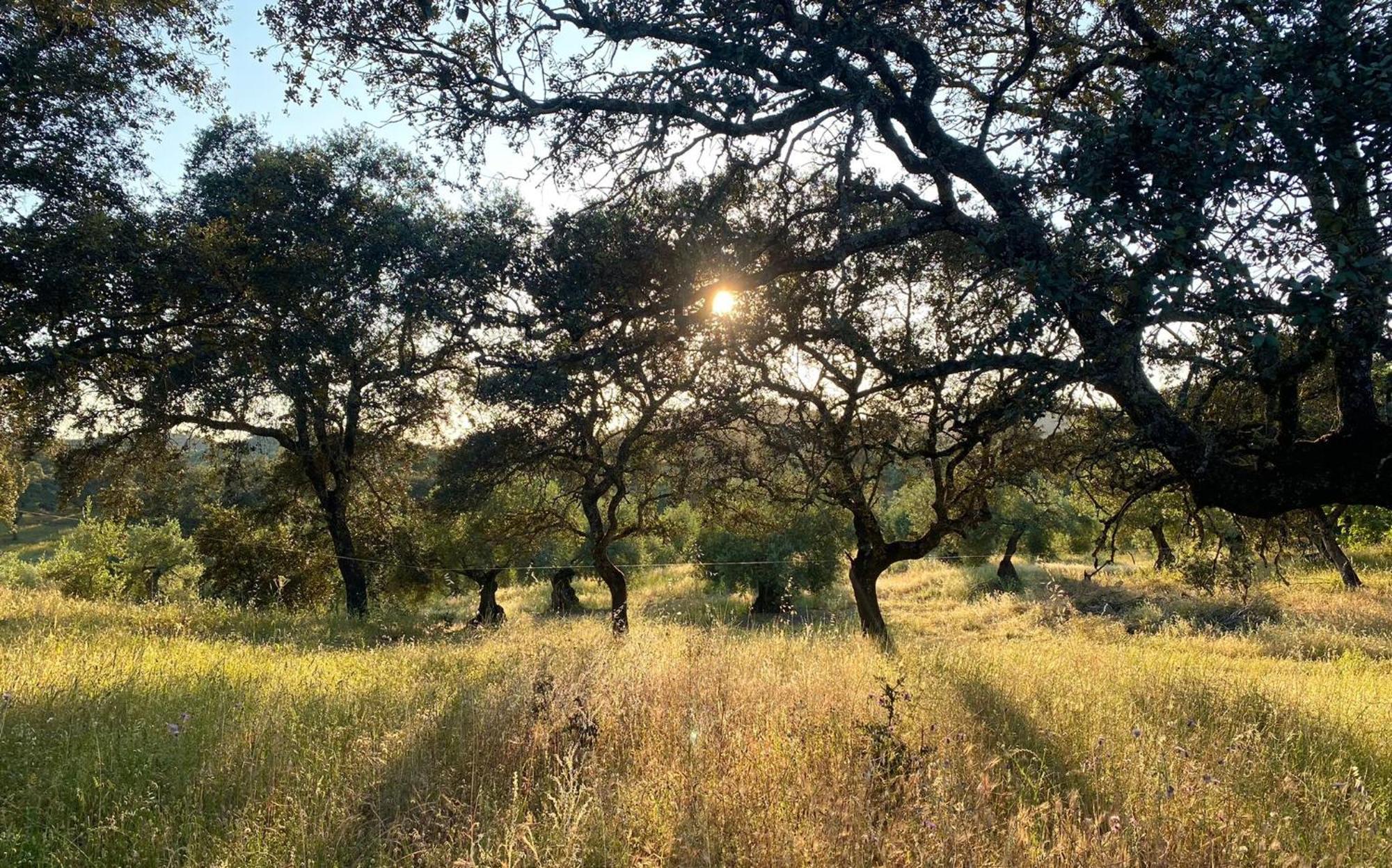 La Dehesa Experiences Otel Adamuz Dış mekan fotoğraf